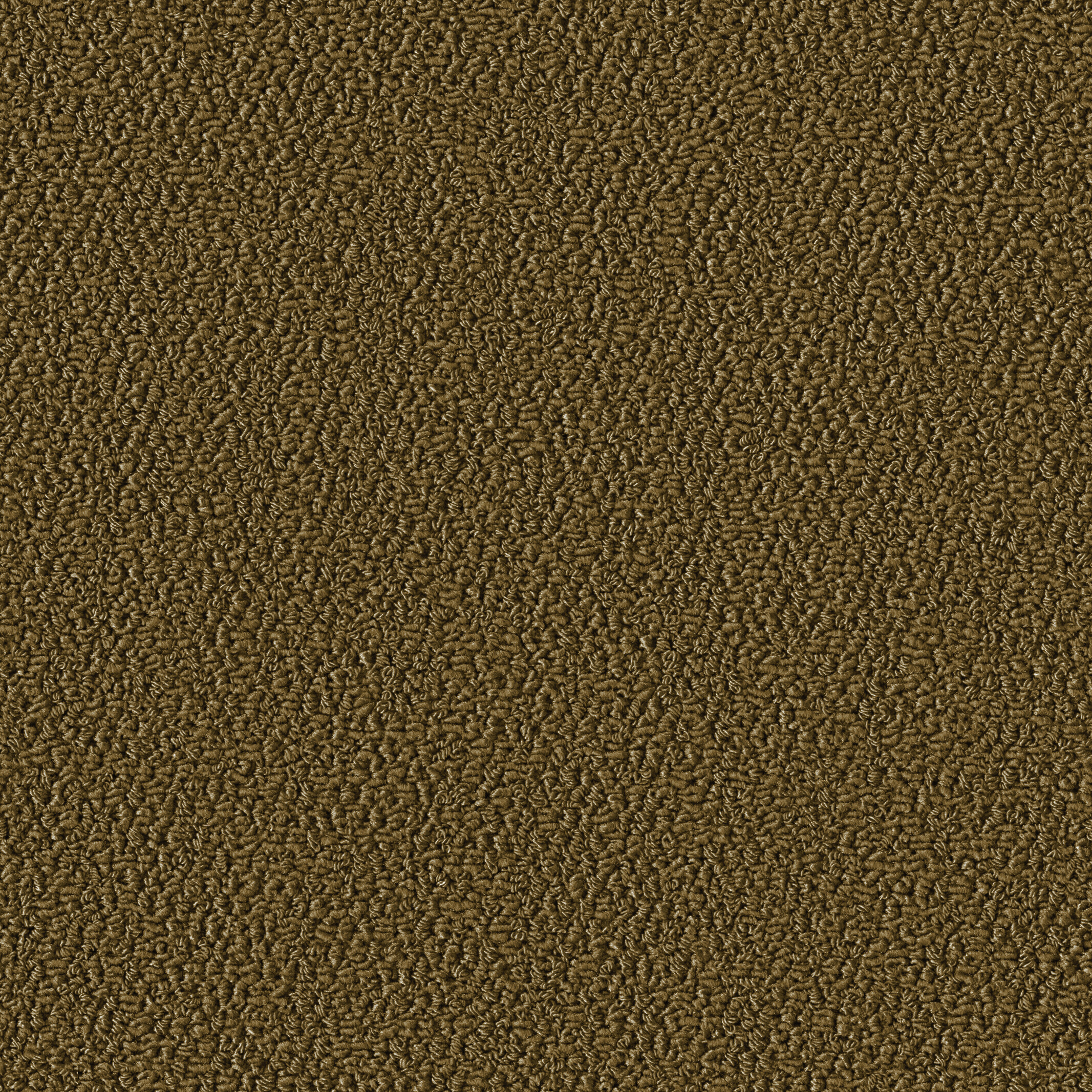 1004 Safari