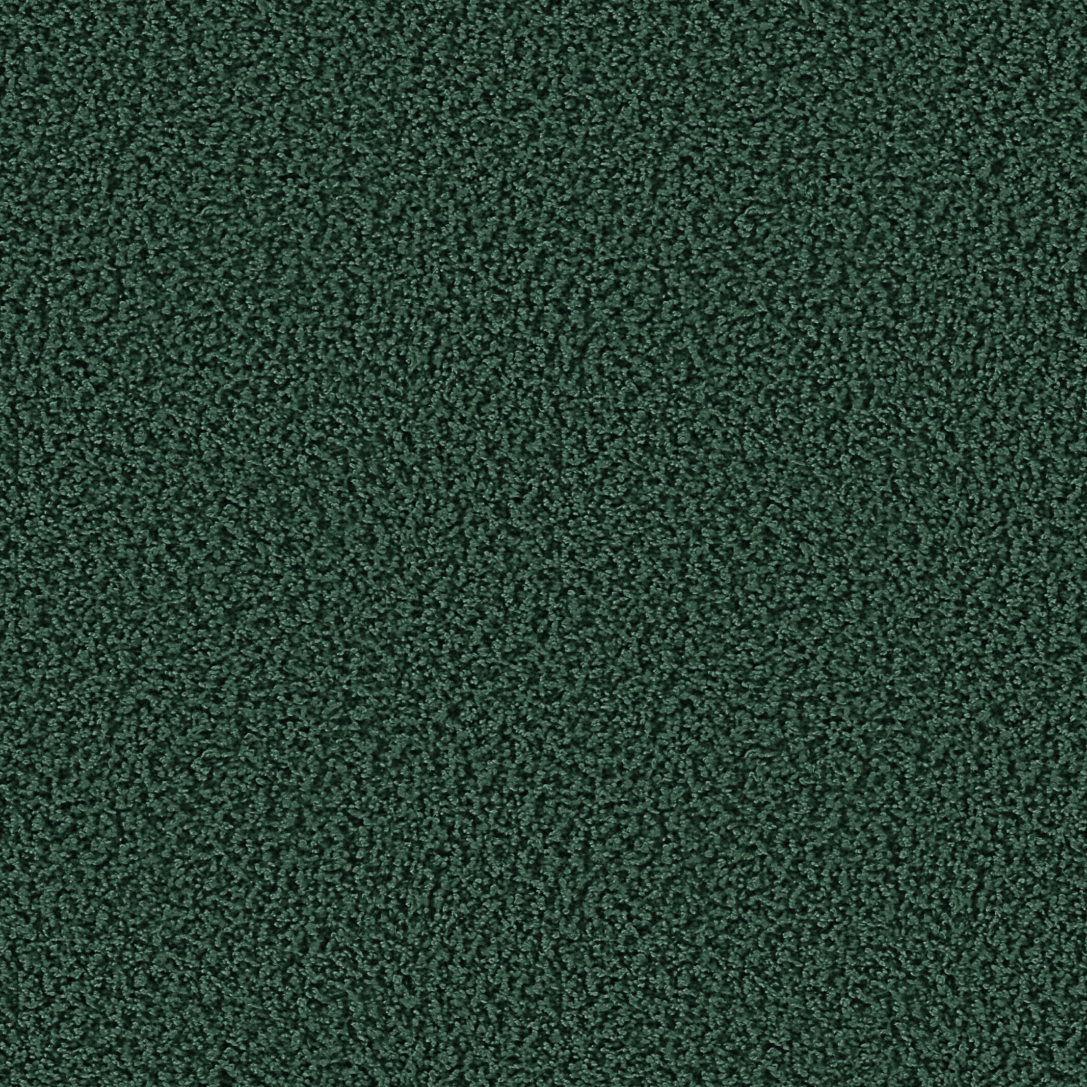 1611 Jungle