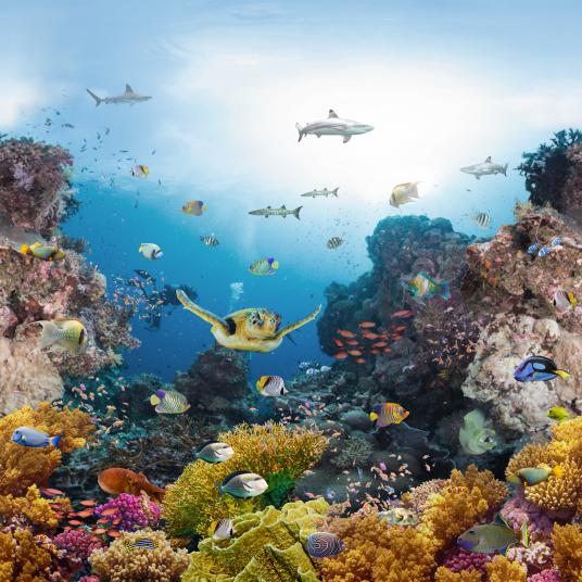 Coral reef