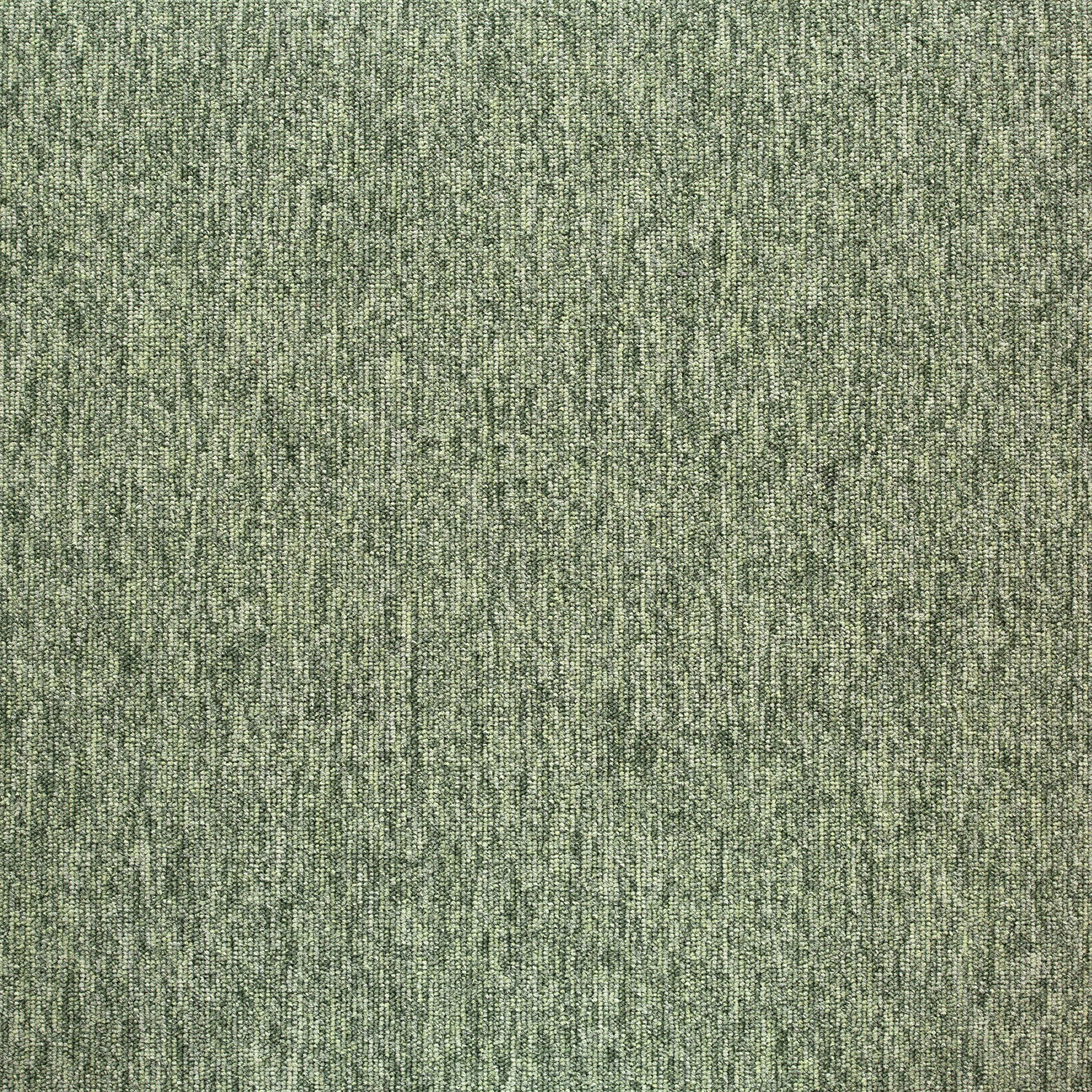 20282 Greenland Fern