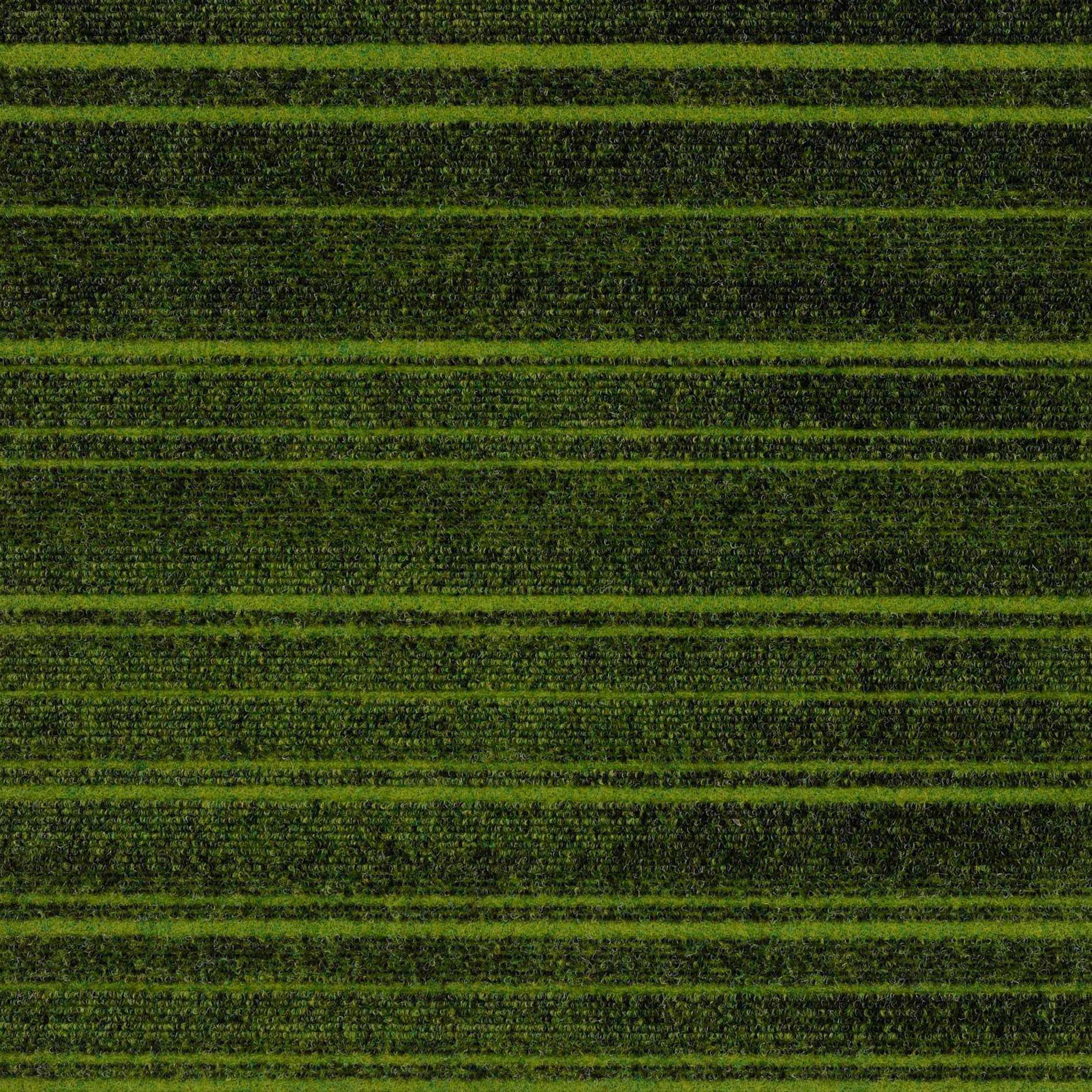 12902 Lime Zest