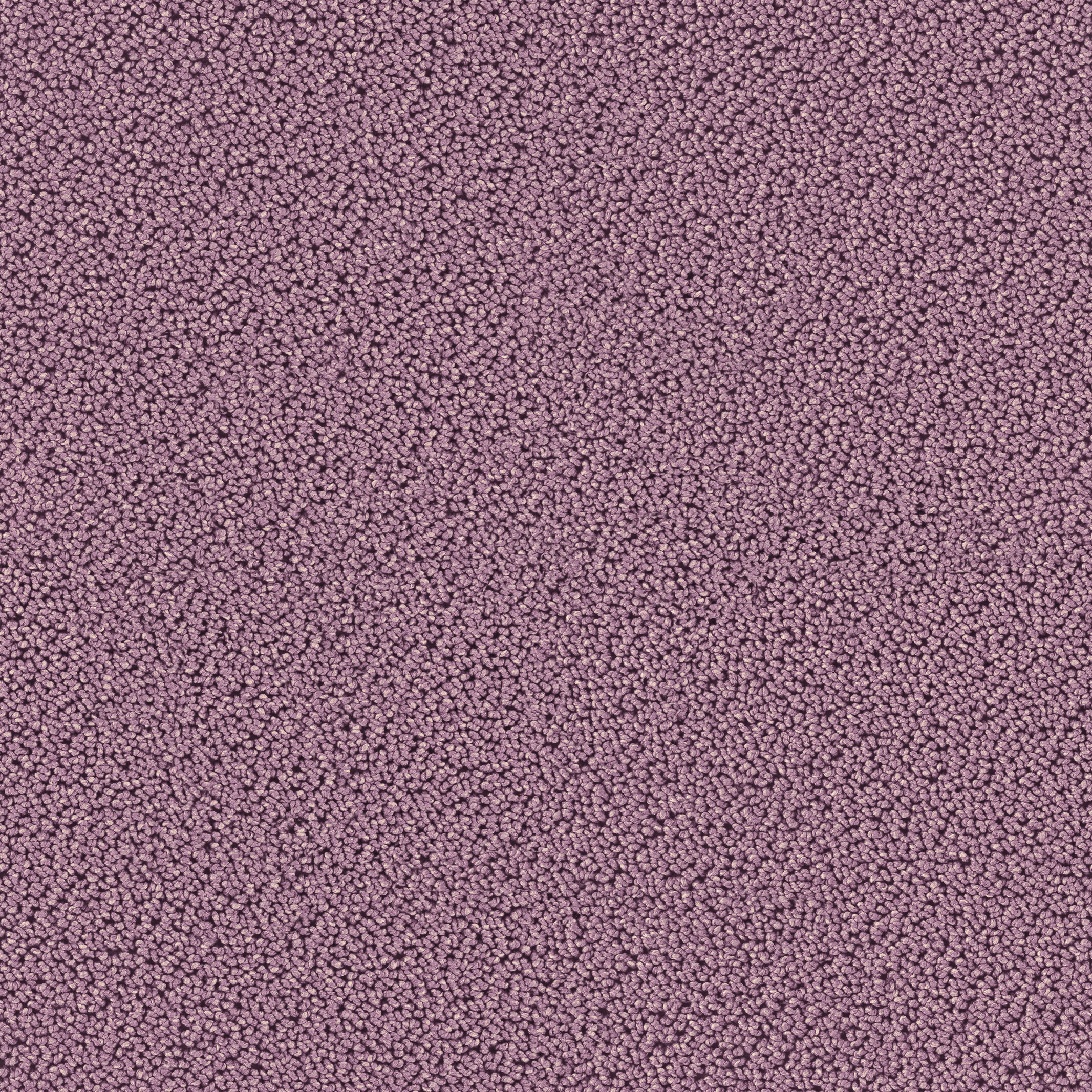 7731 Lavendel