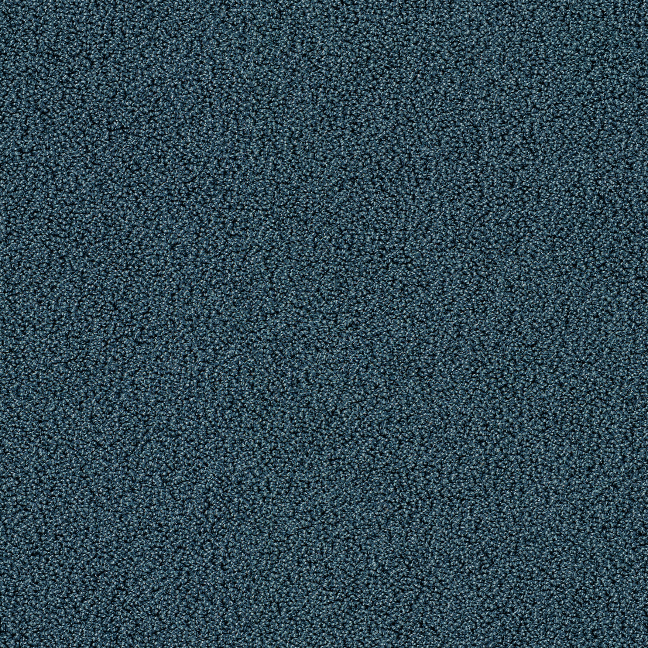 7916 Blue Jay