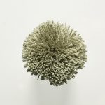 T17 Sage Green