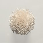 T2 Seashell