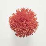 T20 Tomato