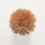 T42 Ochre