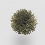 TW557 Pesto