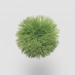 TW567 Lettuce