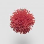 TW679 Tomato
