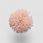 W214 Apricot Blush