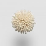 W546 Chamomile