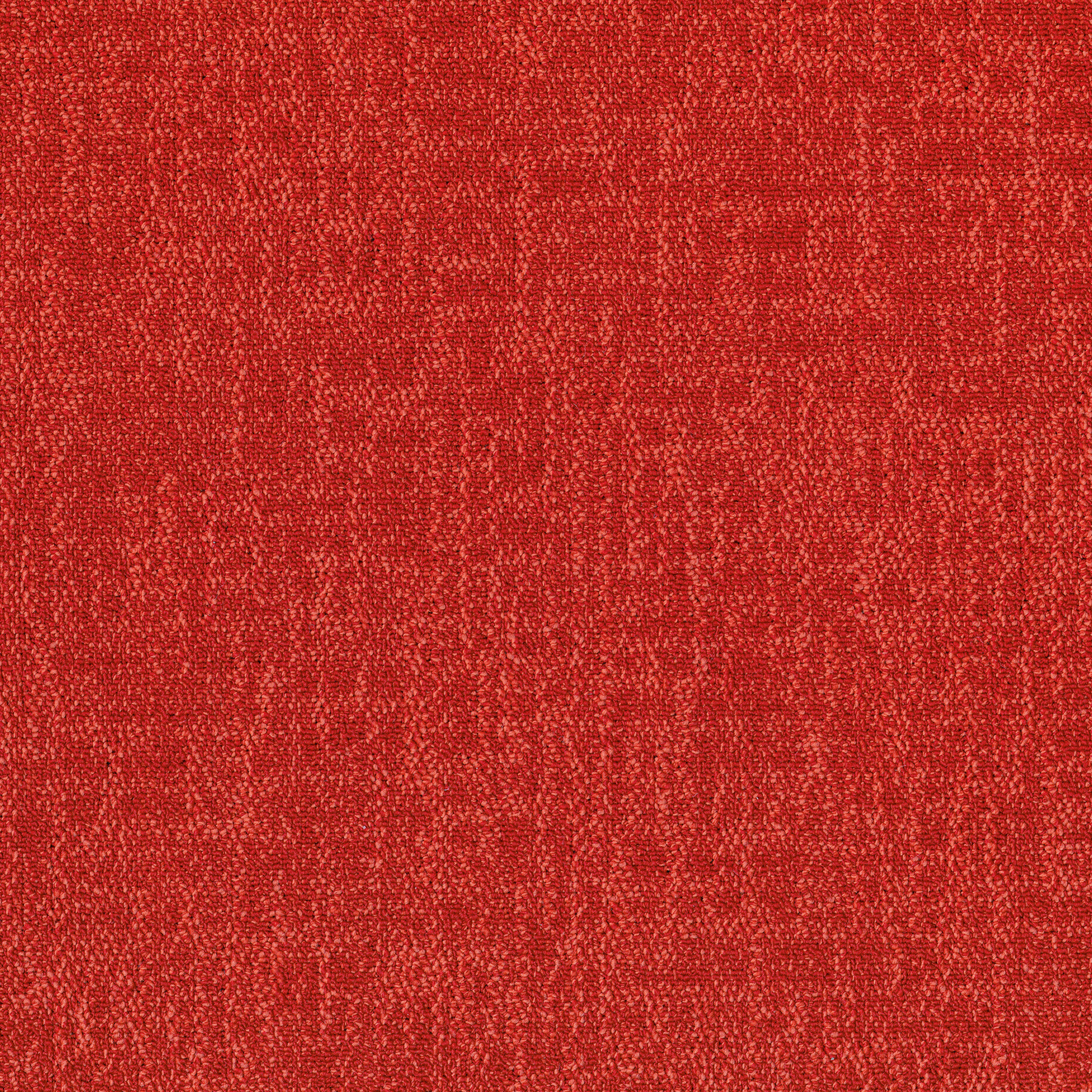 Poppy 53856